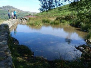 Ferndale Pond Clearance 2